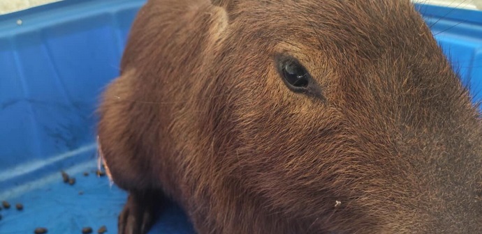 Capivara é resgatada em quintal de casa em Arapongas