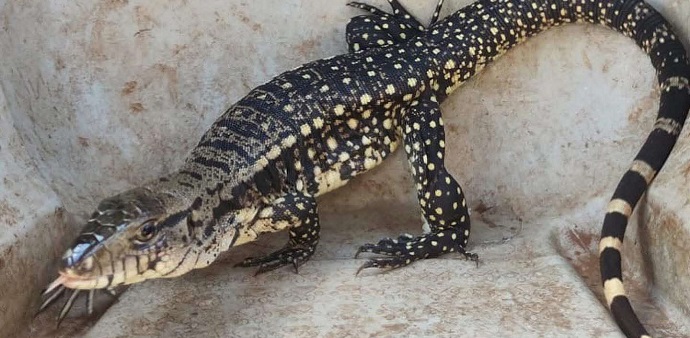 Lagarto é resgatado de garagem de residência em Arapongas