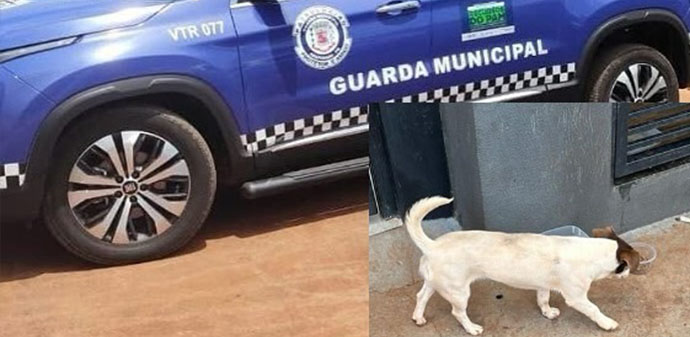 Guarda Ambiental multa morador de Arapongas por deixar cachorro na rua enquanto viajava