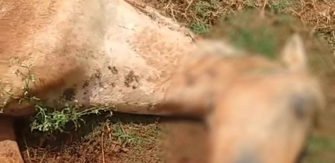 Égua morta e cavalos com carrapatos mobilizam autoridades em Arapongas